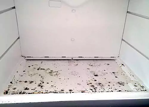 پاکسازی کپک در یخچال